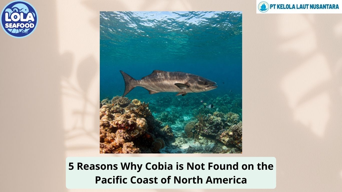 5 Reasons Why Cobia is Not Found on the Pacific Coast of North America